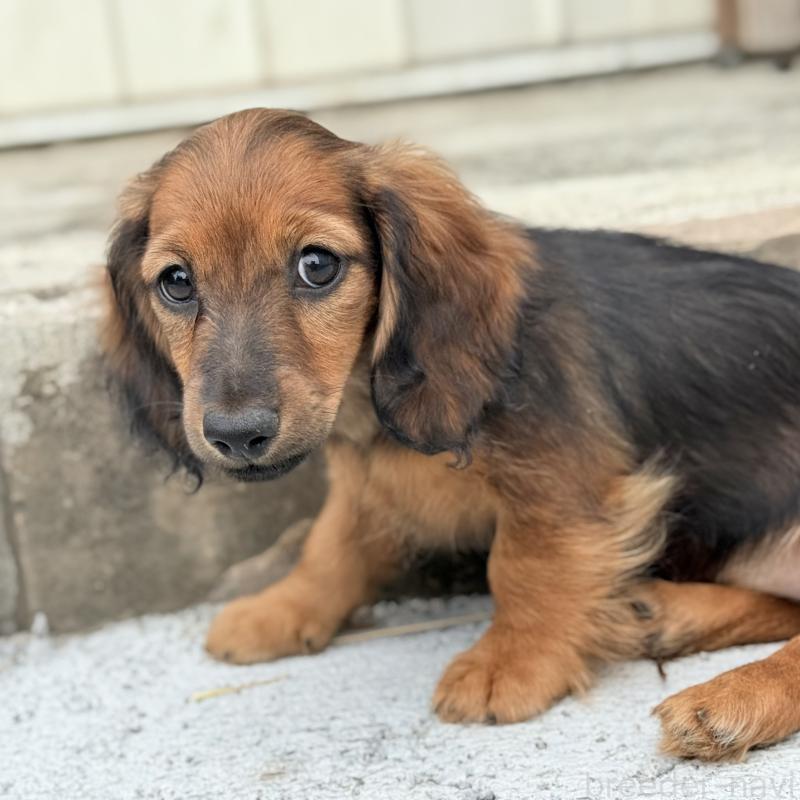 販売中の埼玉県のミニチュアダックスフンド(ロングヘアード)-417403の4枚目