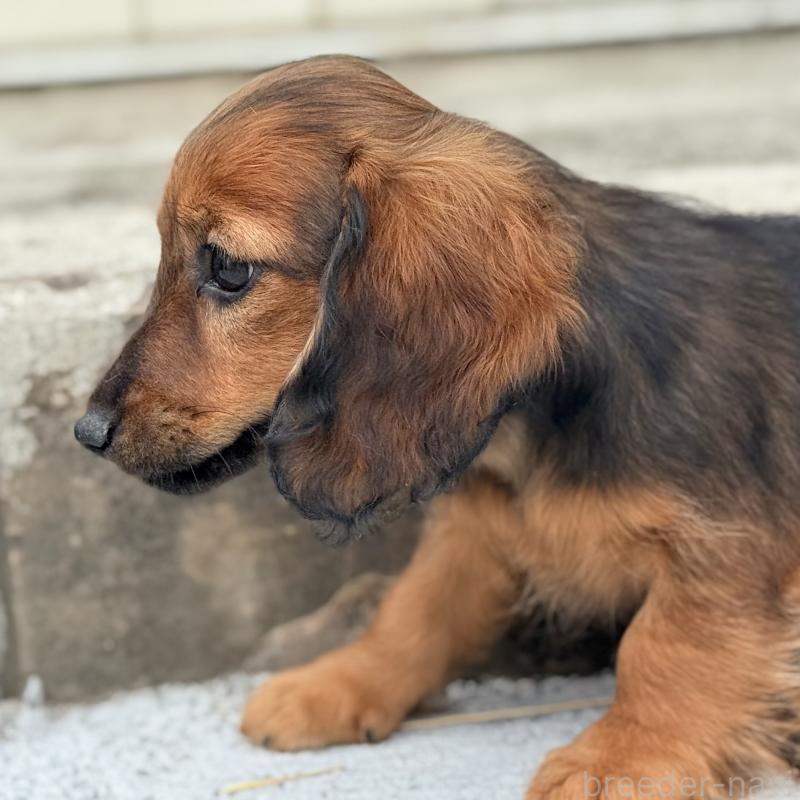 販売中の埼玉県のミニチュアダックスフンド(ロングヘアード)-417403の3枚目