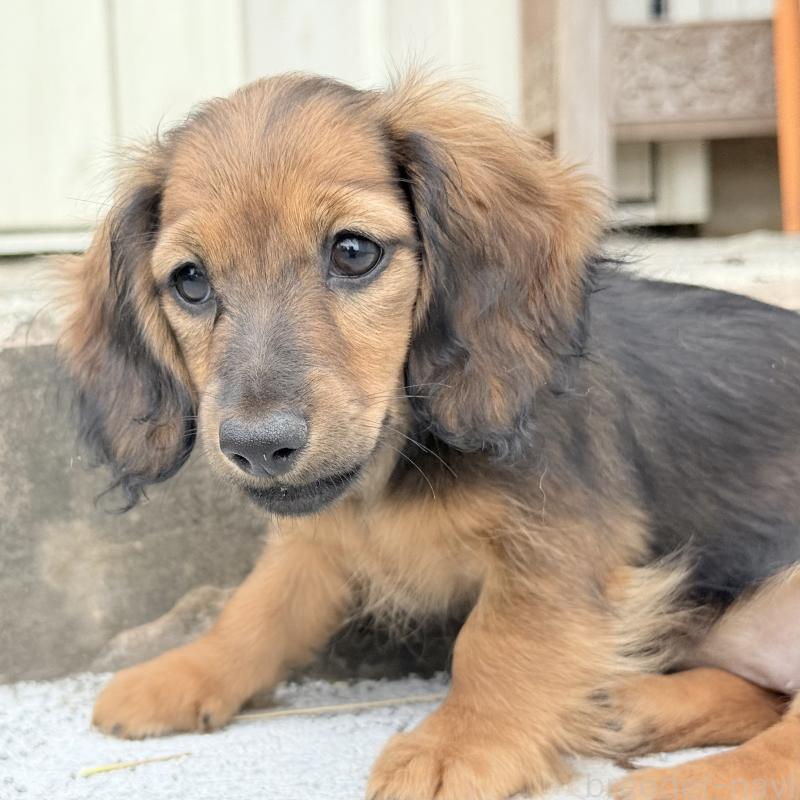 販売中の埼玉県のミニチュアダックスフンド(ロングヘアード)-417403の2枚目