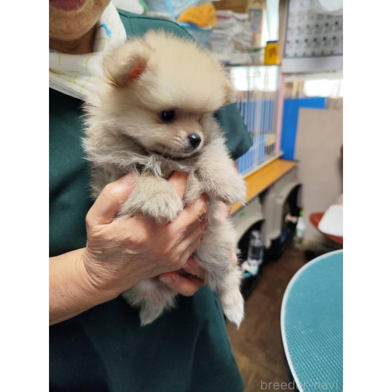 成約済の静岡県のポメラニアン-416500の2枚目