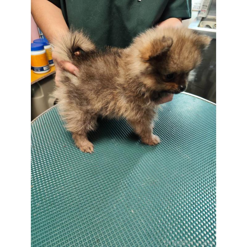 成約済の静岡県のポメラニアン-416499の2枚目