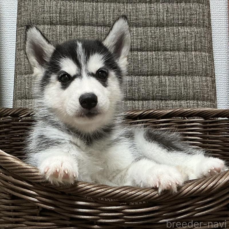 成約済の神奈川県のシベリアンハスキー-411831の3枚目