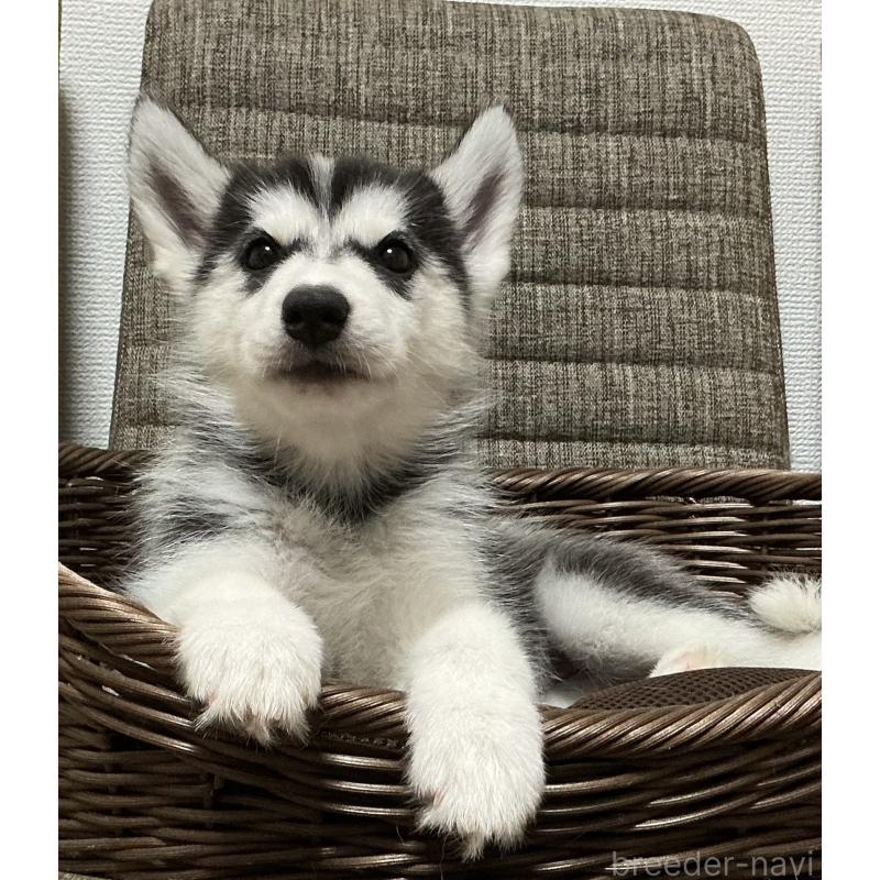 成約済の神奈川県のシベリアンハスキー-411833の3枚目