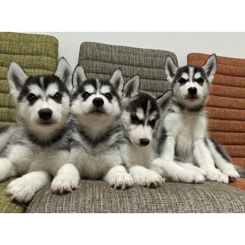 販売中の神奈川県のシベリアンハスキー-411835の2枚目
