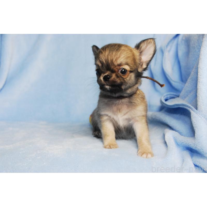 成約済の福岡県のチワワ(ロングコート)-413407の3枚目