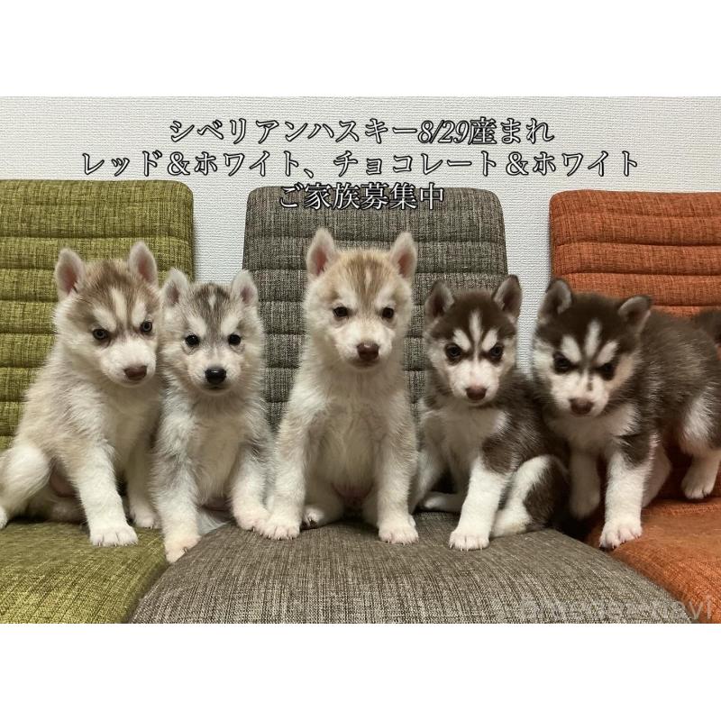 成約済の神奈川県のシベリアンハスキー-414595の3枚目