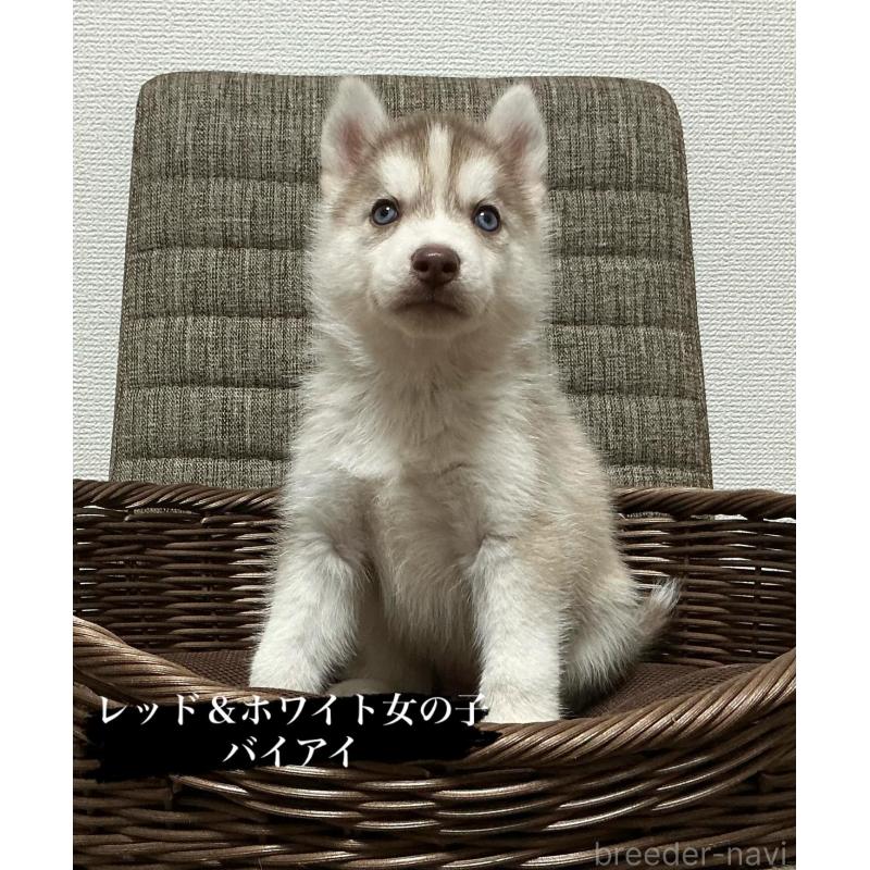 成約済の神奈川県のシベリアンハスキー-414595の2枚目