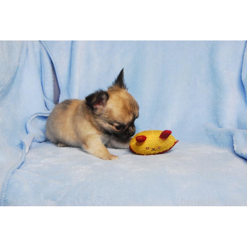 成約済の福岡県のチワワ(ロングコート)-413408の5枚目