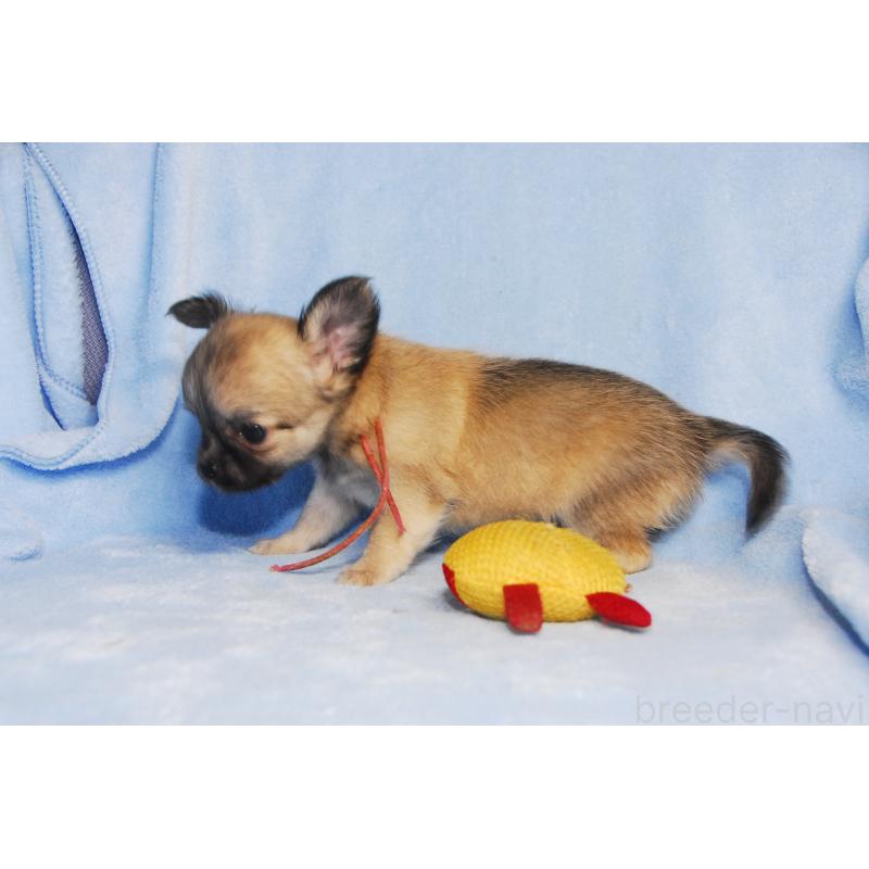 成約済の福岡県のチワワ(ロングコート)-413408の3枚目