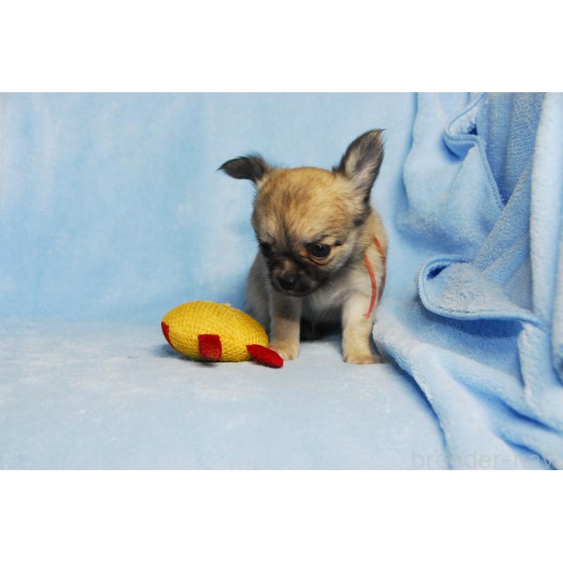 成約済の福岡県のチワワ(ロングコート)-413408の2枚目