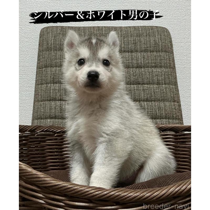 成約済の神奈川県のシベリアンハスキー-414596の3枚目