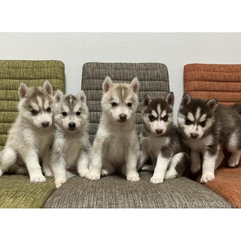 成約済の神奈川県のシベリアンハスキー-414596の2枚目