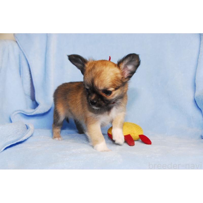 成約済の福岡県のチワワ(ロングコート)-413409の5枚目