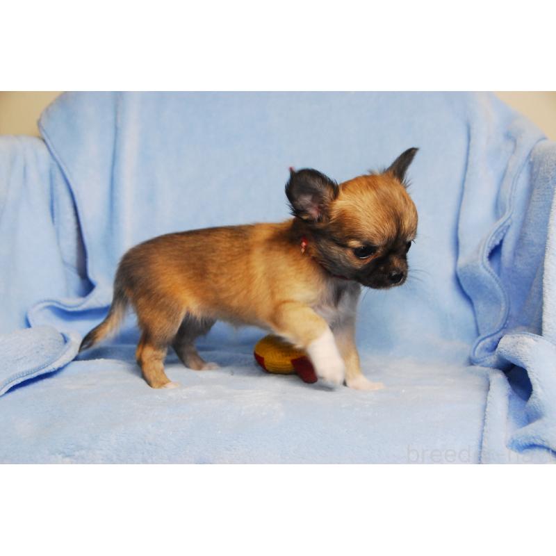 成約済の福岡県のチワワ(ロングコート)-413409の4枚目