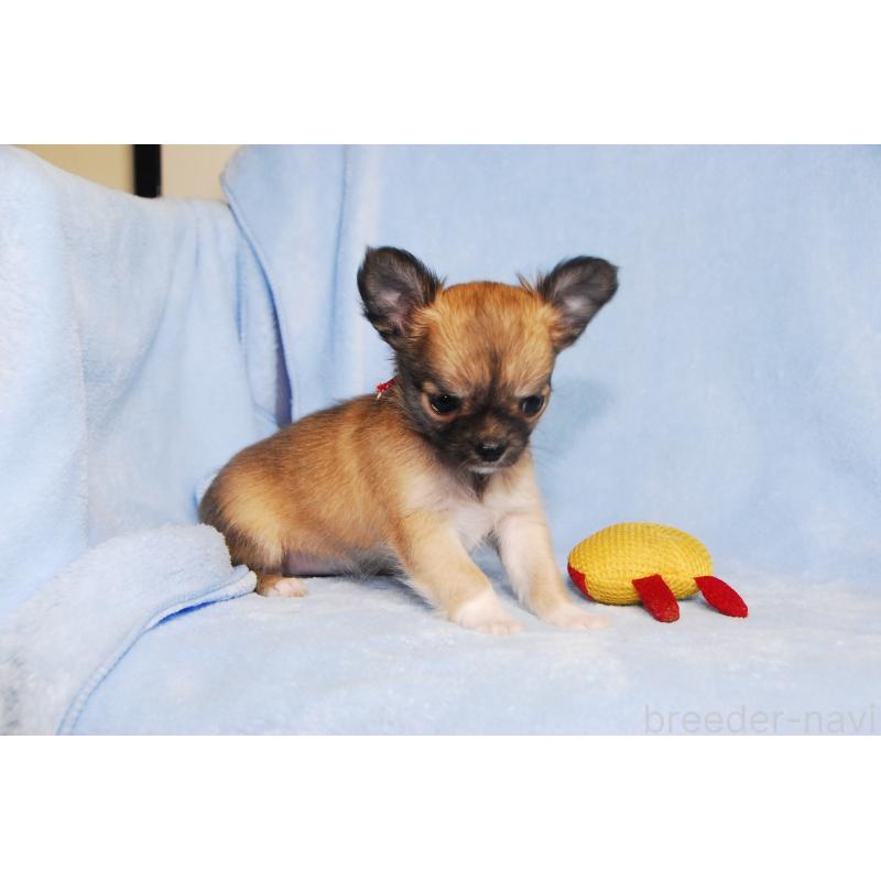 成約済の福岡県のチワワ(ロングコート)-413409の3枚目