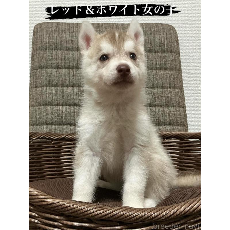 販売中の神奈川県のシベリアンハスキー-414600の9枚目