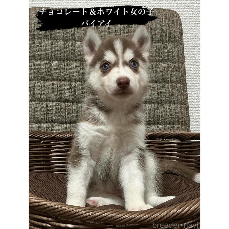 成約済の神奈川県のシベリアンハスキー-414602の3枚目