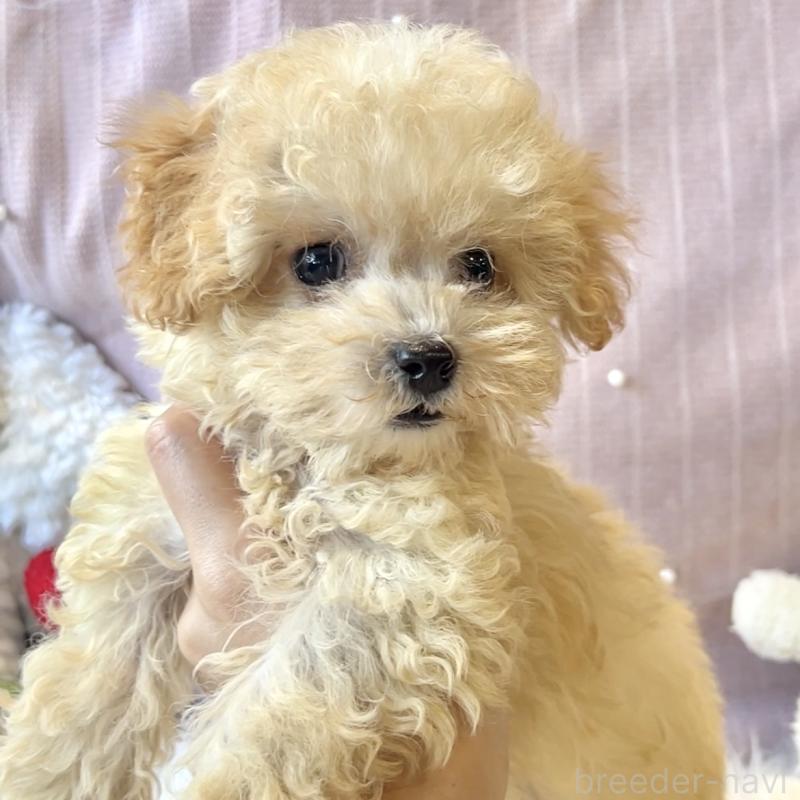 販売中の栃木県のマルプー:マルチーズ×トイプードル-417441の1枚目