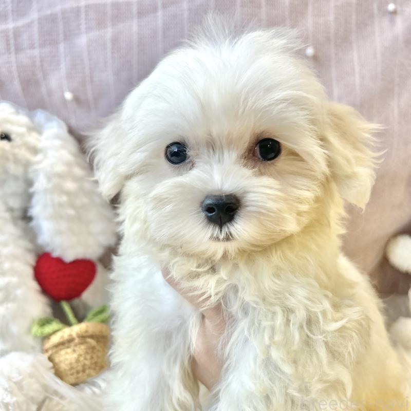 販売中の栃木県のマルプー:マルチーズ×トイプードル-417443の5枚目