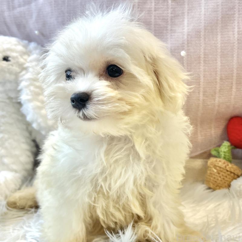 販売中の栃木県のマルプー:マルチーズ×トイプードル-417443の4枚目