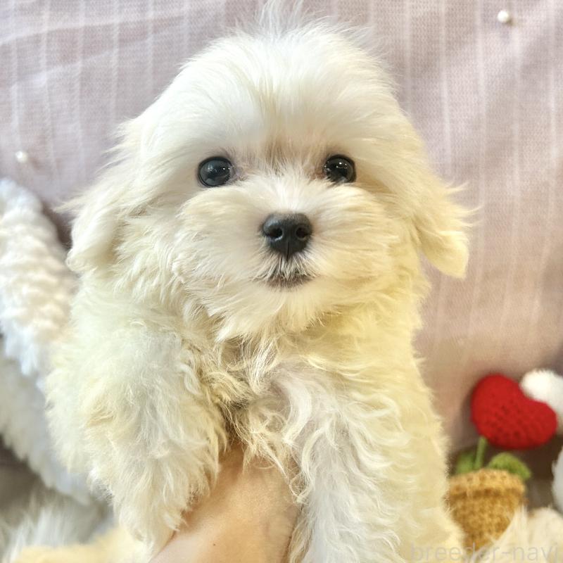 販売中の栃木県のマルプー:マルチーズ×トイプードル-417443の3枚目