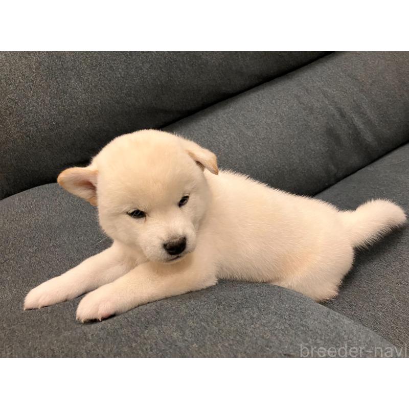 成約済の岡山県の柴犬-410386の2枚目