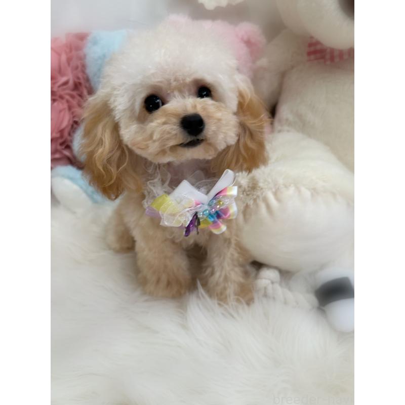 販売中の香川県のティーカッププードル-373376の4枚目