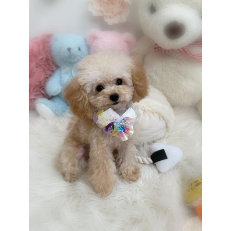 販売中の香川県のティーカッププードル-373376の3枚目