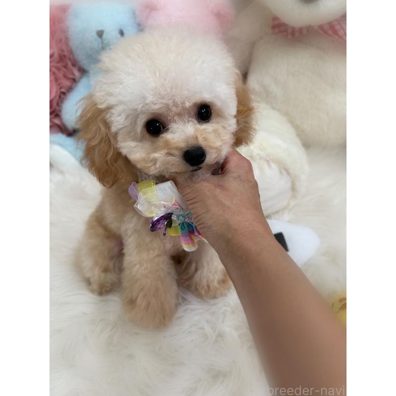 販売中の香川県のティーカッププードル-373376の2枚目