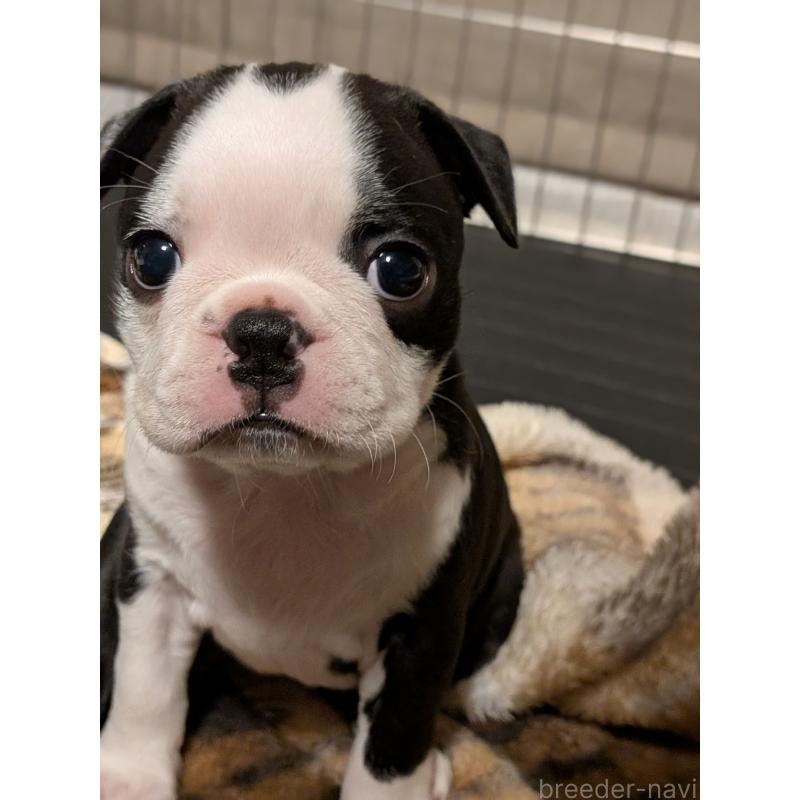 成約済の愛知県のボストンテリア-414776の15枚目