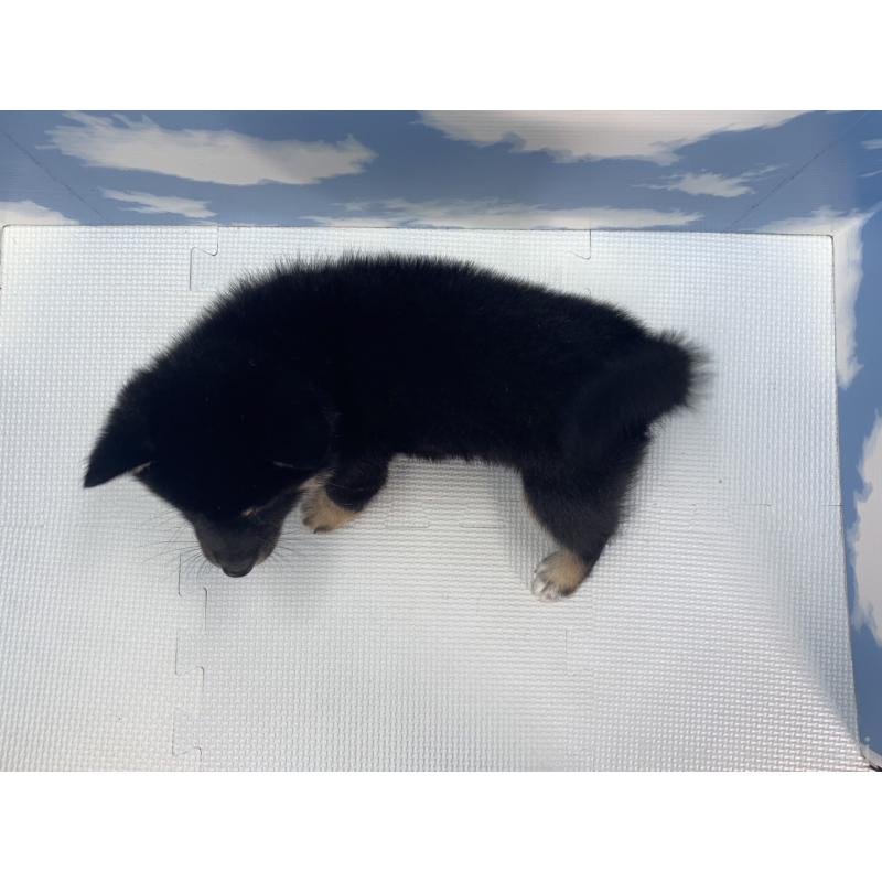 販売中の愛知県の豆柴-417451の3枚目