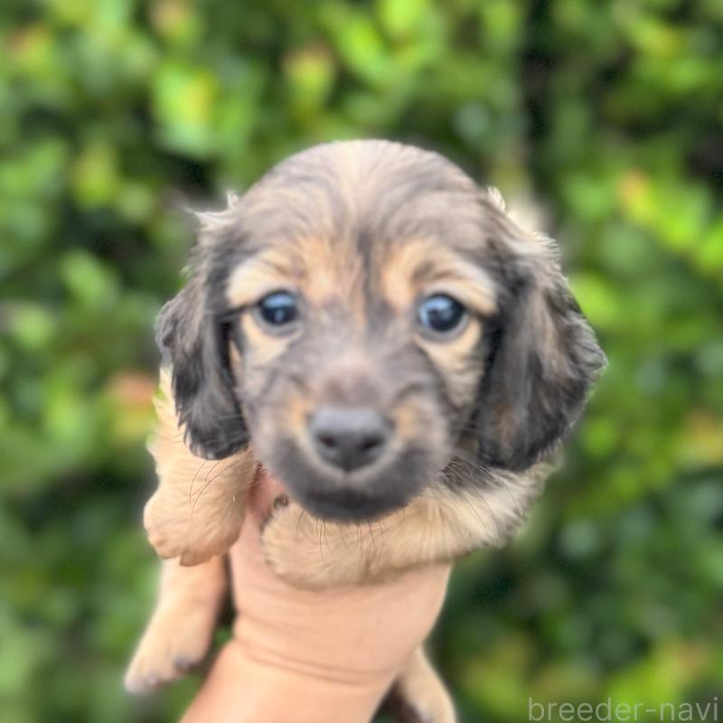 成約済の福岡県のミニチュアダックスフンド(ロングヘアード)-416641の4枚目