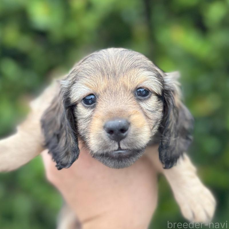 成約済の福岡県のミニチュアダックスフンド(ロングヘアード)-416643の4枚目