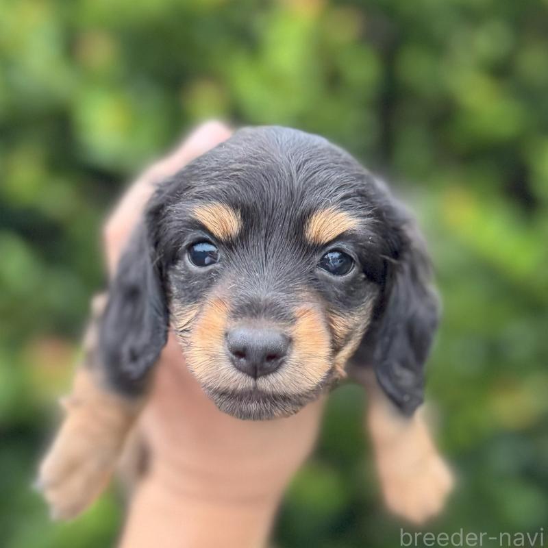 成約済の福岡県のミニチュアダックスフンド(ロングヘアード)-416644の4枚目