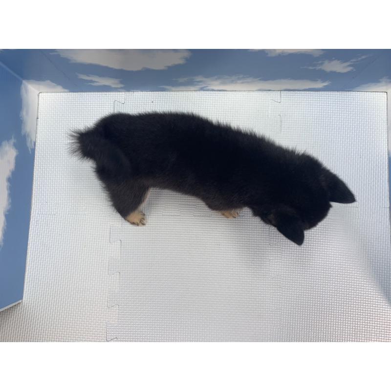 販売中の愛知県の豆柴-417453の2枚目