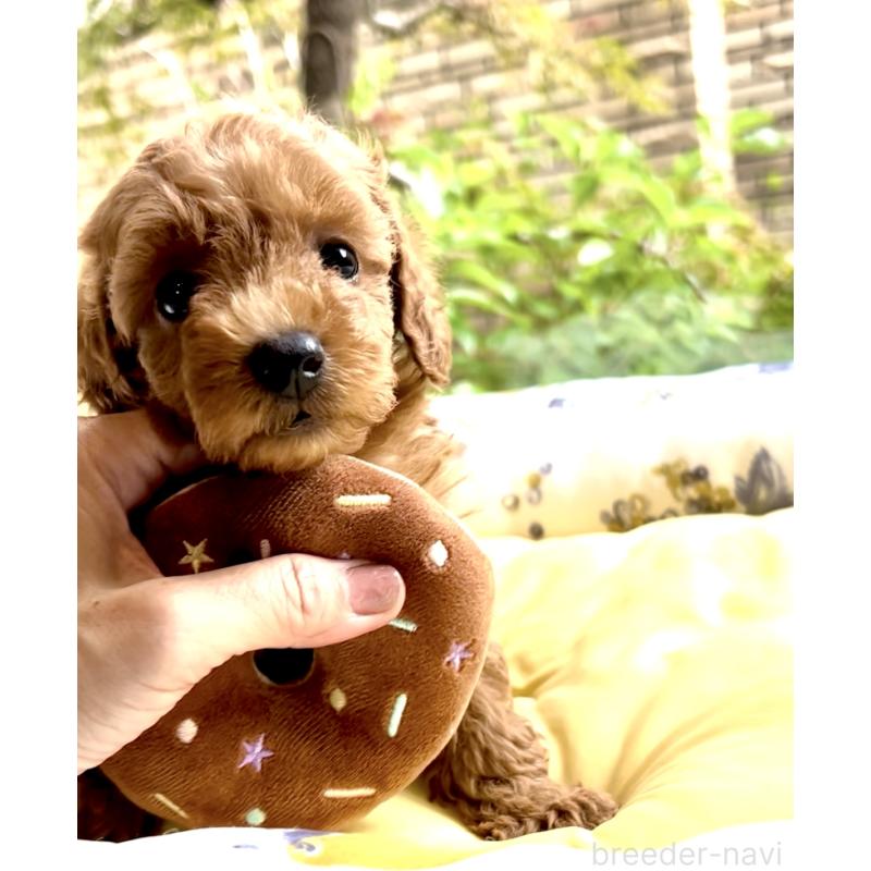 成約済の奈良県のタイニープードル-417027の4枚目