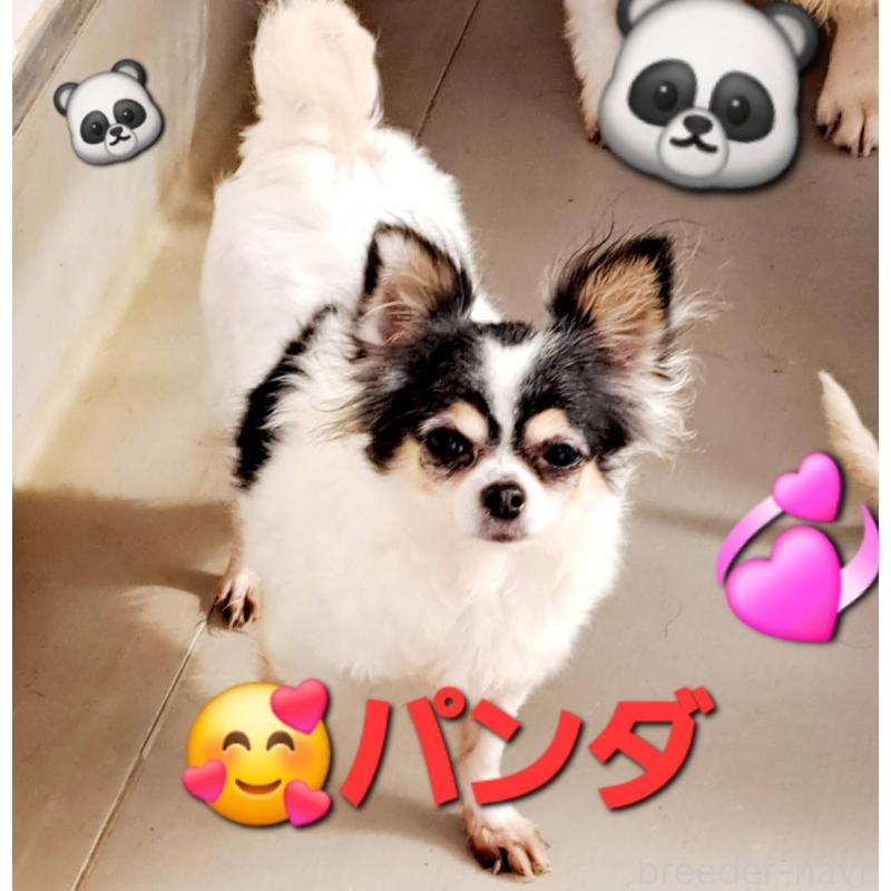 パンダちゃん1枚目