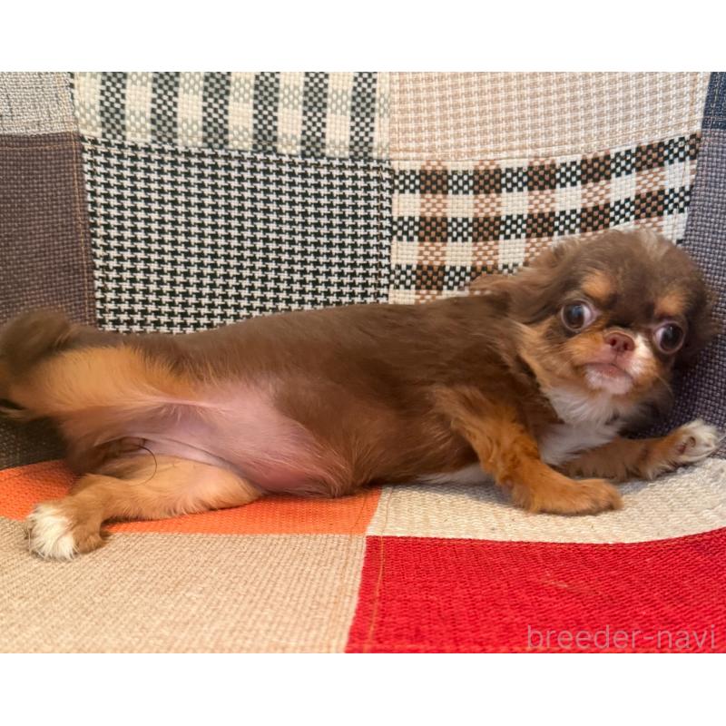 販売中の徳島県のチワワ(ロングコート)-394526の2枚目