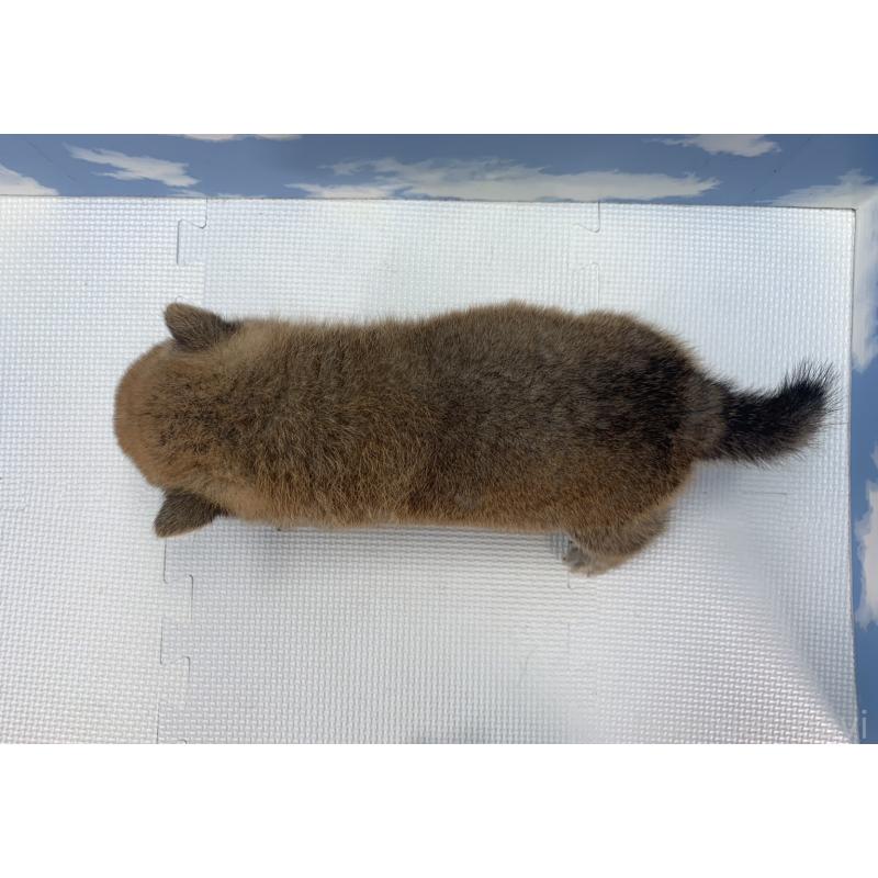 販売中の愛知県の柴犬-417460の4枚目