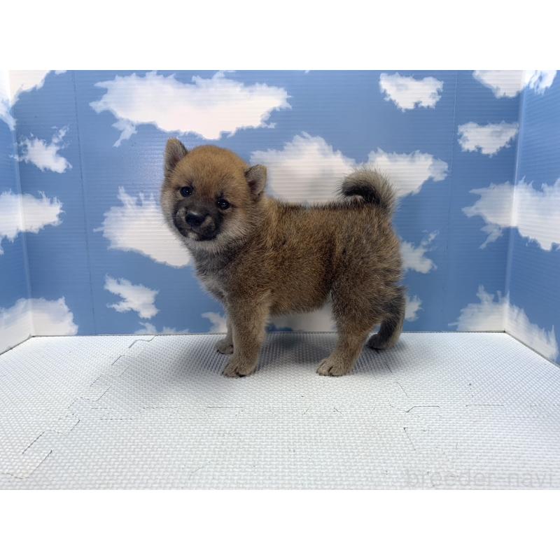 販売中の愛知県の柴犬-417460の3枚目