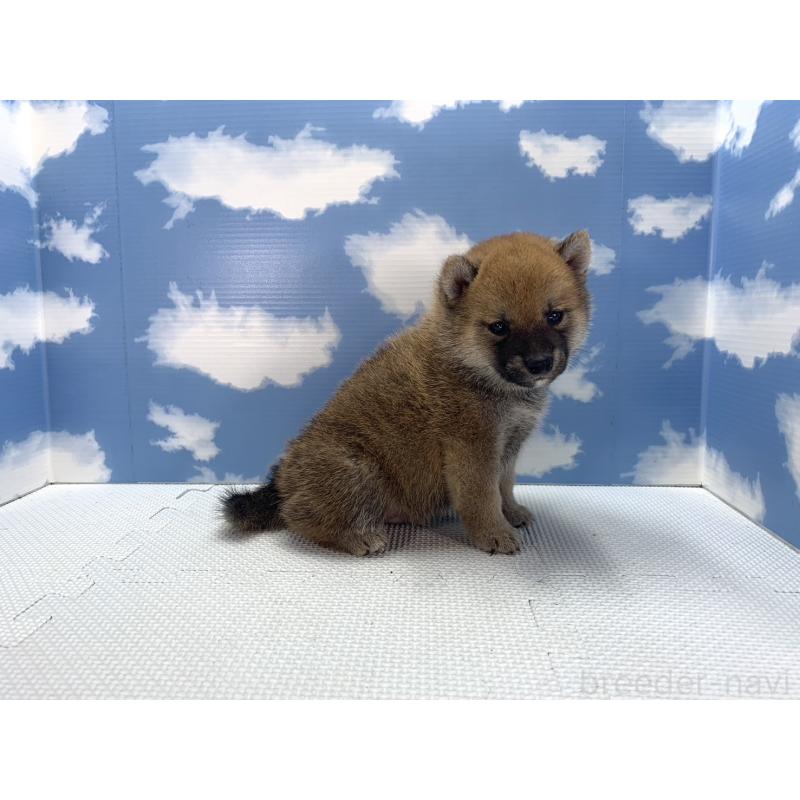 販売中の愛知県の柴犬-417460の2枚目