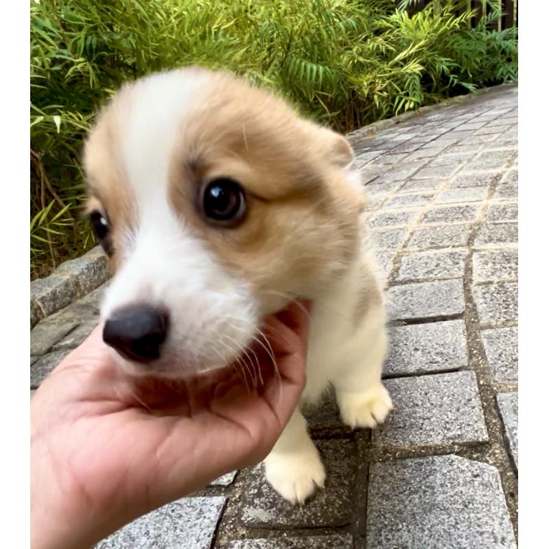 成約済の奈良県のウェルシュコーギーペンブローク-417013の4枚目