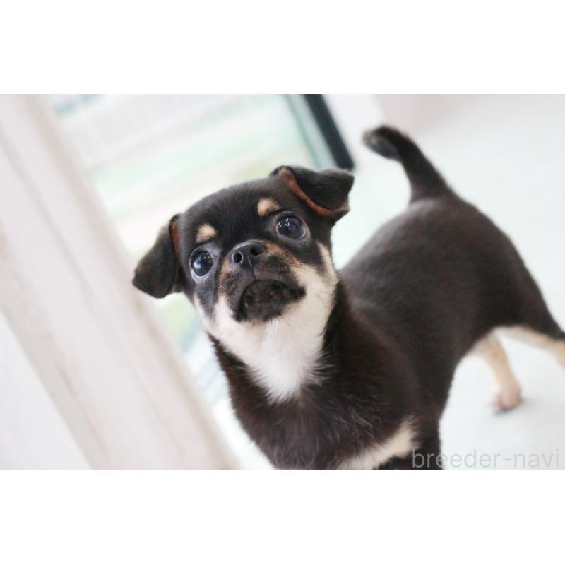 販売中の京都府のチワワ(スムースコート)-405029の6枚目