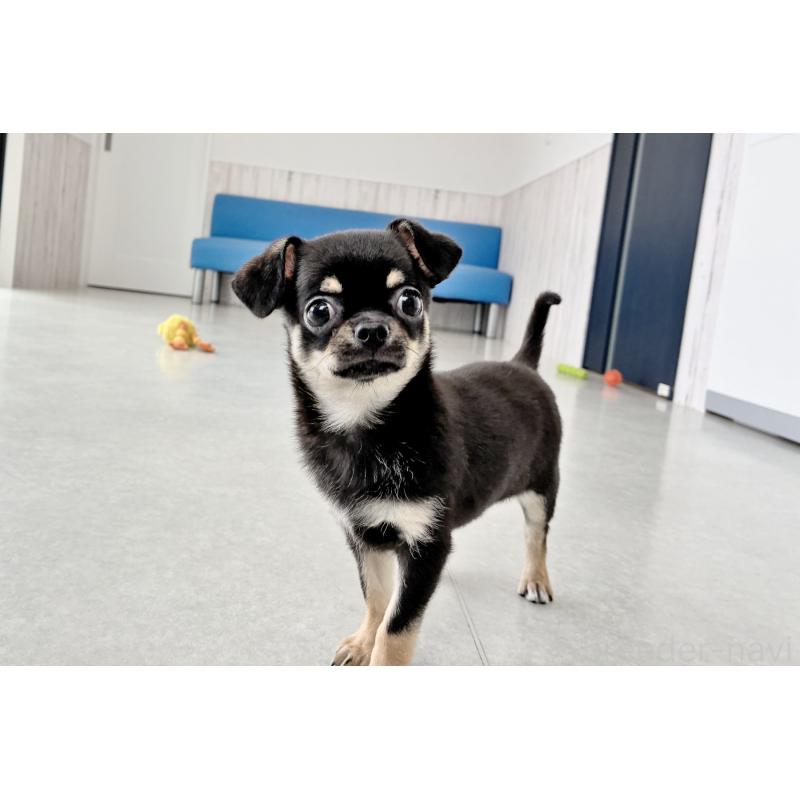 販売中の京都府のチワワ(スムースコート)-405029の5枚目