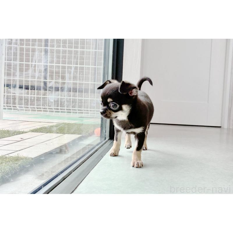 販売中の京都府のチワワ(スムースコート)-405029の4枚目