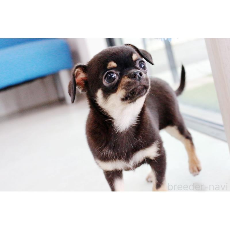 販売中の京都府のチワワ(スムースコート)-405029の3枚目