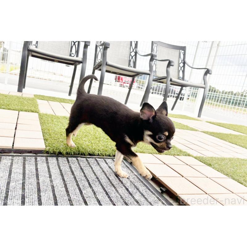 販売中の京都府のチワワ(スムースコート)-405029の2枚目