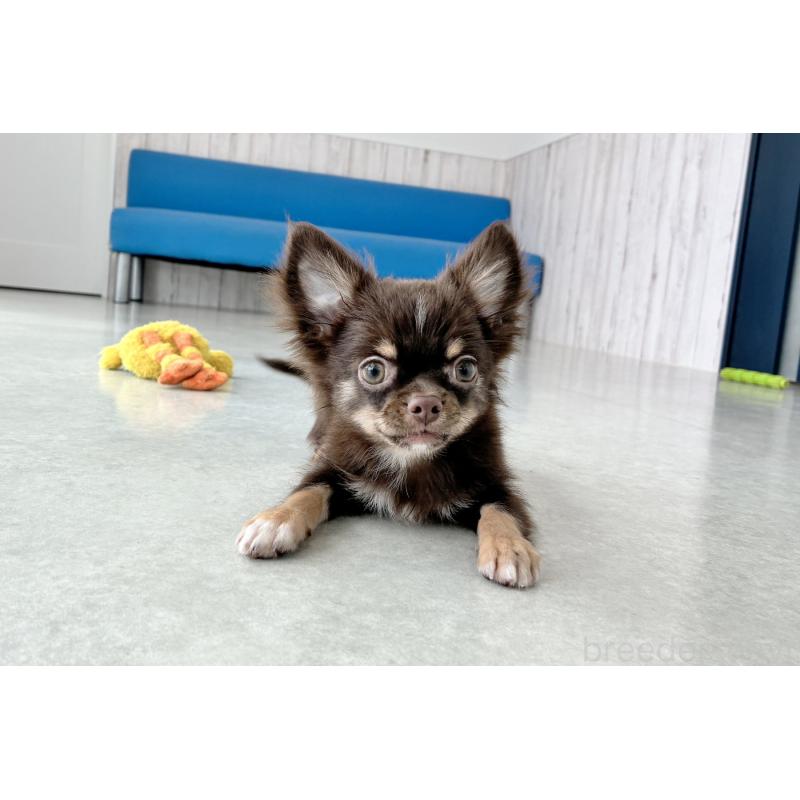 販売中の京都府のチワワ(ロングコート)-402494の6枚目