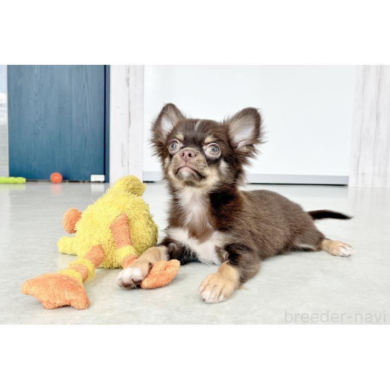 販売中の京都府のチワワ(ロングコート)-402494の5枚目