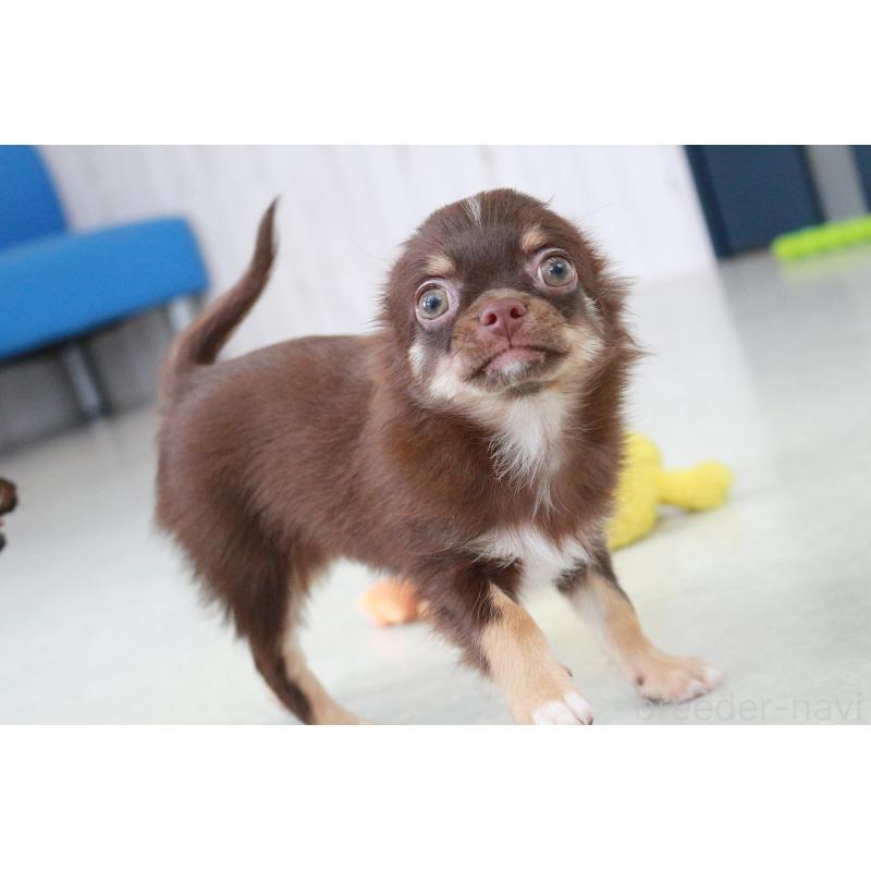 販売中の京都府のチワワ(ロングコート)-402494の4枚目